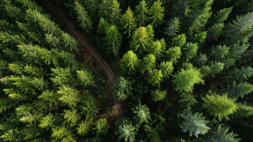Quelles sont les spécificités de la fiscalité des revenus générés par les groupements forestiers ?